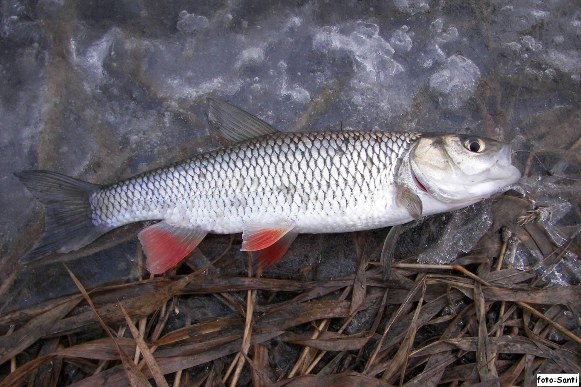 První fiše v tomto roce (27.1.2009)